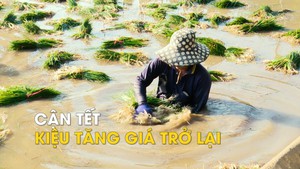 Cận tết, kiệu tăng giá trở lại vì hút hàng