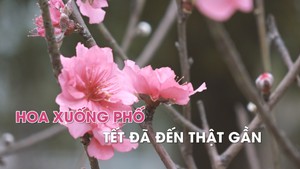 Hoa xuống phố, Hà Nội như Tết đã đến thật gần