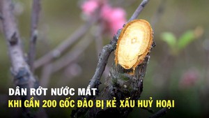 Dân rớt nước mắt khi gần 200 gốc đào bị kẻ xấu hủy hoại