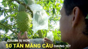 Chuẩn bị hơn 50 tấn mãng cầu chưng Tết