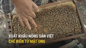 Xuất khẩu nông sản Việt chế biến từ mật ong