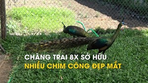 Độc đáo đàn công lai tạo của chàng trai 8x tại Cần Thơ