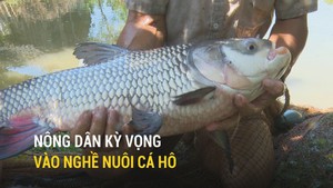 Nhân giống, nuôi thành công cá hô, nông dân kỳ vọng vào nghề mới