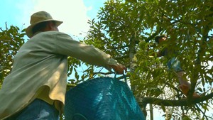 Tin nóng 24h ngày 27-1: Sầu riêng mang lại niềm vui chung cho nhà vườn ngày giáp Tết