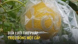 Dưa lưới thư pháp triệu đồng một cặp vẫn hút hàng