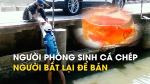 Người phóng sinh cá chép, người bắt lại để bán