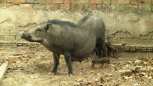 Nuôi heo rừng lai, làm chơi ăn thiệt