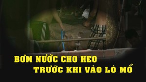 Tin nóng 24h: Dùng móc sắt vạch miệng, đút vòi bơm nước tăng trọng cho heo