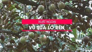 Vú sữa lò rèn “xuất ngoại”, nông dân nhiều kỳ vọng trong năm mới