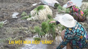 Lại một mùa kiệu “đắng”