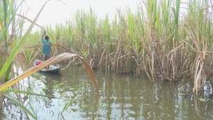 Triều cường gây ngập hàng ngàn ha mía ở Hậu Giang