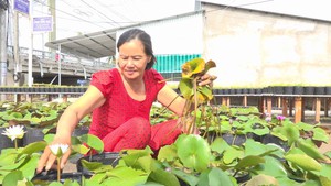 Trồng bông súng kiểng kiếm trăm triệu mỗi tháng