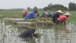 Lam lũ nghề nhổ hẹ mùa nước nổi