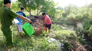 Tiêu hủy hơn 4 tấn xoài không rõ nguồn gốc