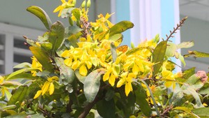 Nhà vườn trồng mai lao đao vì hoa mai nở sớm