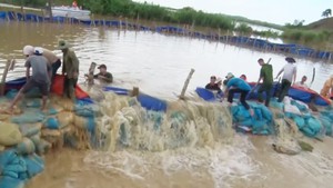 Đê bao Quảng Điền “gieo kỳ vọng, gặt nỗi lo”