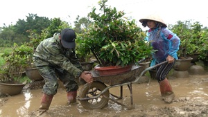 Đưa mai đi “trốn” bão