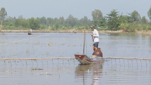 Độc đáo cuộc thi kéo côn bắt cá đồng ở ĐBSCL