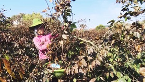 Góc nhìn trưa nay | Xót xa cảnh hàng trăm héc ta cà phê chết cháy do giá rét và sương muối