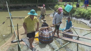 Cá tra tại ĐBSCL giảm giá, giảm sản lượng