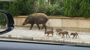 Ngày càng nhiều heo rừng 'xâm nhập' vùng đô thị Hong Kong