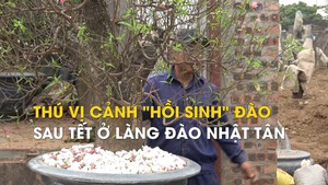 Thú vị cảnh 'hồi sinh' đào sau Tết ở làng đào Nhật Tân