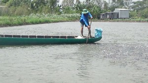 Cá tra xuất ngoại mang về hơn 2,26 tỉ USD, người nuôi thắng lớn