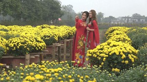 Thiếu nữ Hà thành đón xuân bên sắc vàng cúc mâm xôi Nam bộ