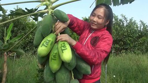 Đu đủ khắc thư pháp không đủ hàng cung ứng Tết