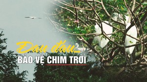 Đau đáu bảo vệ chim trời