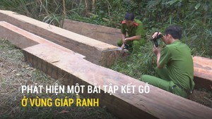 Phát hiện một bãi tập kết gỗ ở vùng giáp ranh