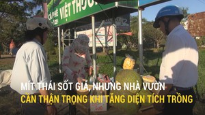 Mít Thái sốt giá, nhưng nhà vườn cần thận trọng khi tăng diện tích trồng