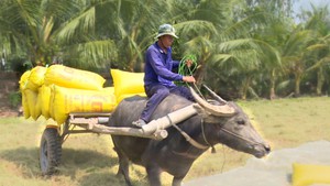 Bức tranh quê mùa trâu kéo lúa ở miền Tây