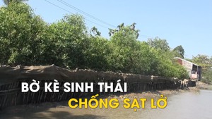 Độc đáo với bờ kè sinh thái chống sạt lở ở Hậu Giang