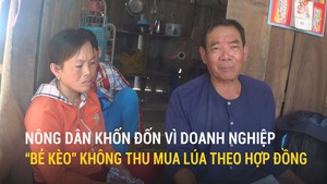 Nông dân khốn đốn vì doanh nghiệp 'bẻ kèo' không mua lúa theo hợp đồng