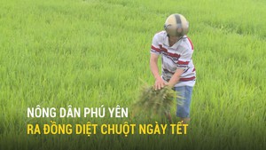 Nông dân Phú Yên ra đồng diệt chuột ngày Tết