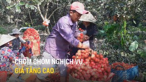 Chôm chôm nghịch vụ giá tăng cao