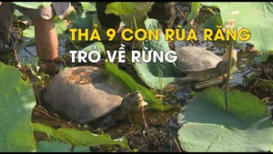 Thả động vật quý hiếm vào Vườn quốc gia Tràm Chim