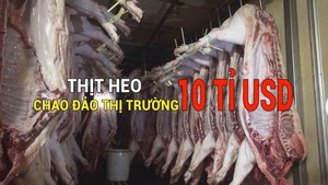 Tin nóng 24h: Dịch tả heo tấn công, chao đảo thị trường thịt heo 10 tỉ USD