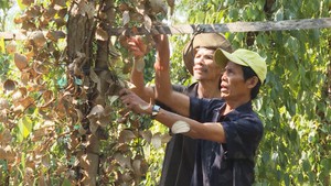 Nông dân gồng mình chống hạn