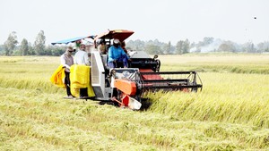 Trồng nếp thu lãi khá