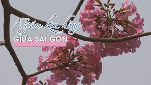 Ngắm kèn hồng khoe sắc thắm giữa trời Sài Gòn