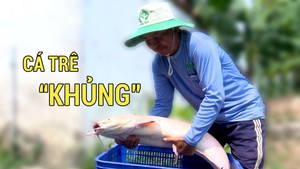 Xuất hiện cá trê “khủng” toàn thân màu trắng