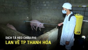 Dịch tả heo châu Phi lan về TP Thanh Hóa