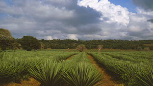 Sisal - Loại cây cứu tinh của nông dân Kenya