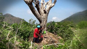 Thương lái ồ ạt mua, dân bứng cây trâm chục năm tuổi đi bán