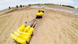 Thương nhớ hình ảnh con trâu gắn liền với đồng quê Việt Nam