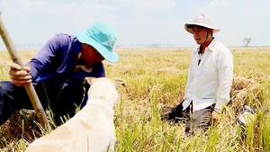 Thú vị bắt chuột đồng bằng chó săn ở miền Tây