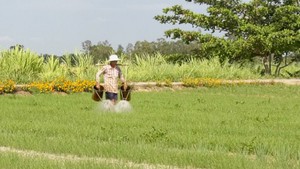 Hẹ bông tăng giá, nông dân phấn khởi