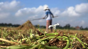 Trồng rau muống, nông dân lãi cao